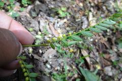 Phyllanthus urinaria